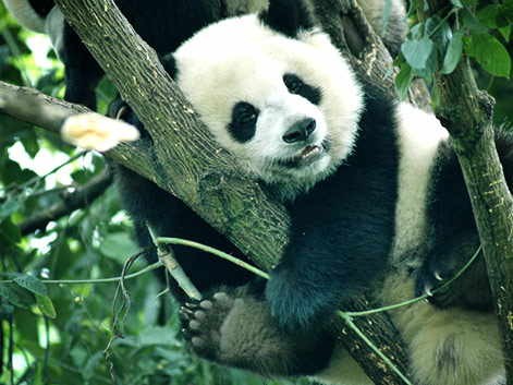 Panda Gigante