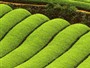 Aree della coltivazione del Tè in Cina