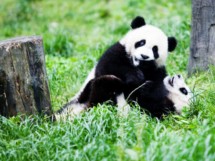 Riserva dei Panda Giganti