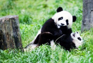 Riserva dei Panda Giganti