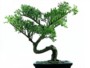 Tipica pianta di bonsai cinese