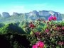 Monte Jinfo