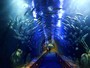 Mondo Oceano Polare di Qingdao