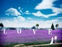Maniero della Lavanda