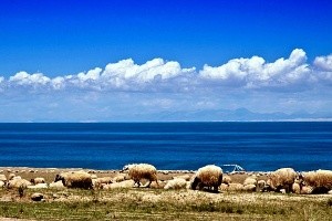 图片包含 户外, 草, 天空, 绵羊描述已自动生成